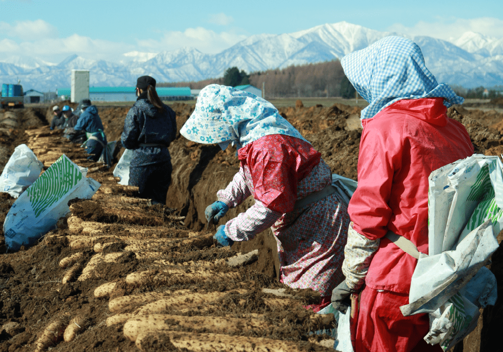 画像：JA帯広かわにしHP 畑