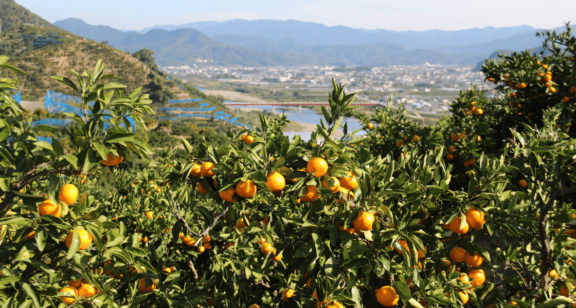 みかん畑