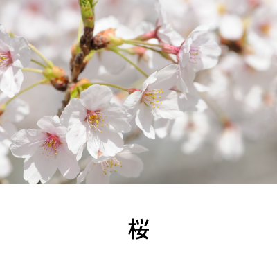 2018年4月号 桜