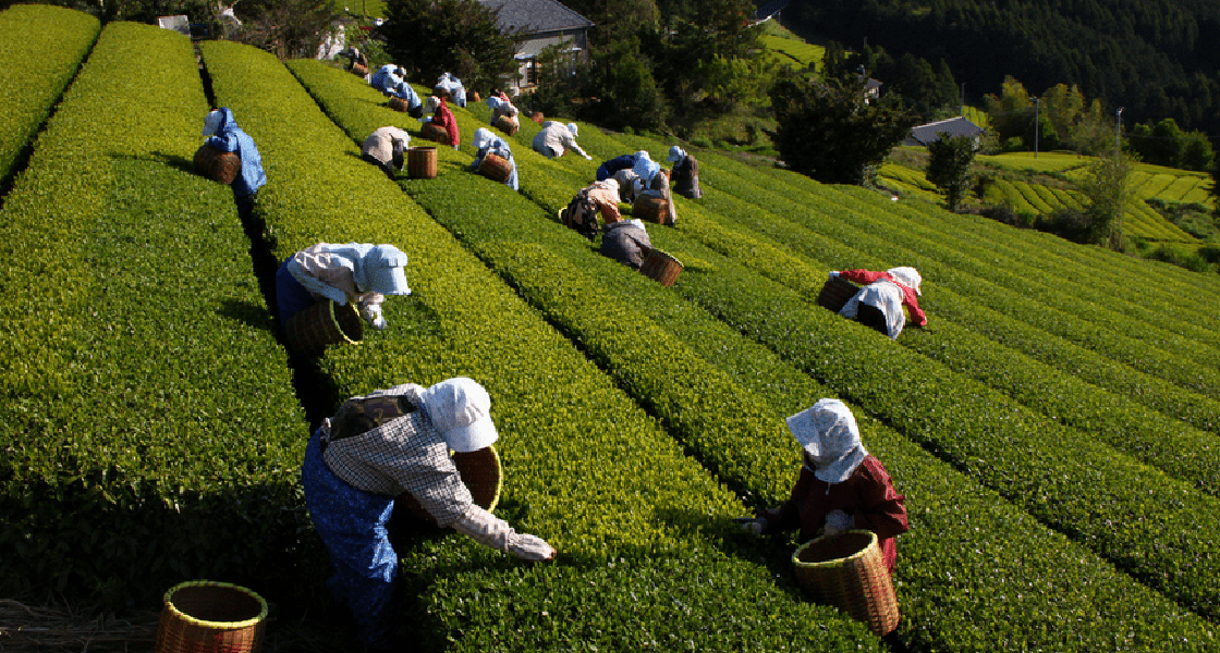 写真：茶畑での集合写真