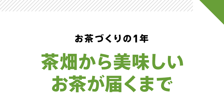 お茶づくりの1年 茶畑から美味しいお茶が届くまで