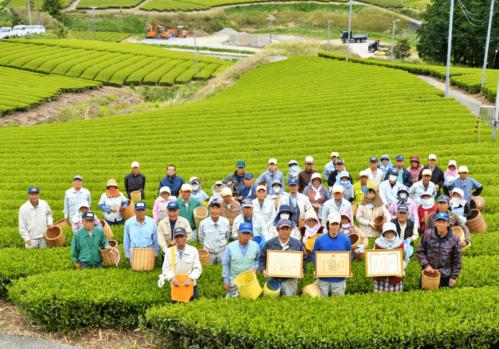 写真：茶葉イメージ