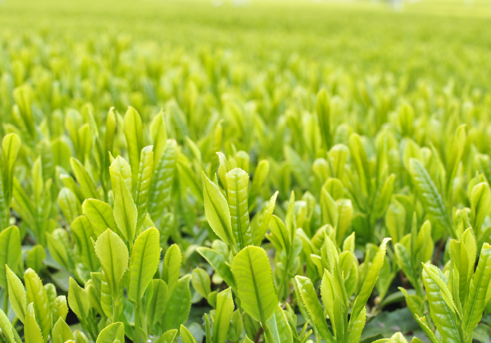 画像：茶畑の写真