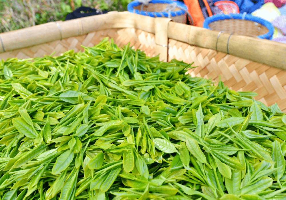 写真：収穫されてカゴに入った茶葉