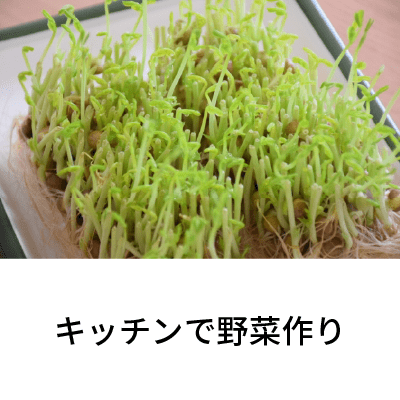 2019年11月号 キッチンで野菜作り