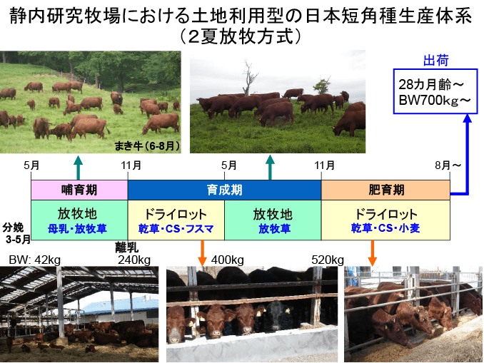 表;静内研究牧場における土地利用型の日本短角種生産体系(2夏放牧方式)