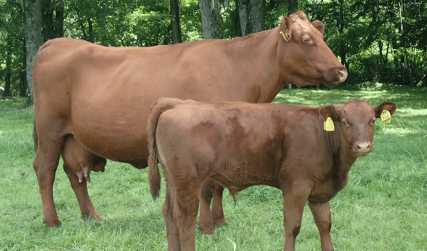 画像:「北大短角牛」