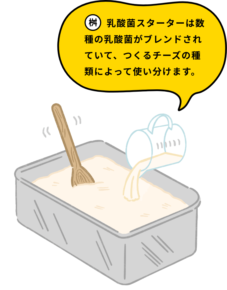 乳酸菌スターターは数種の乳酸菌がブレンドされていて、つくるチーズの種類によって使い分けます。