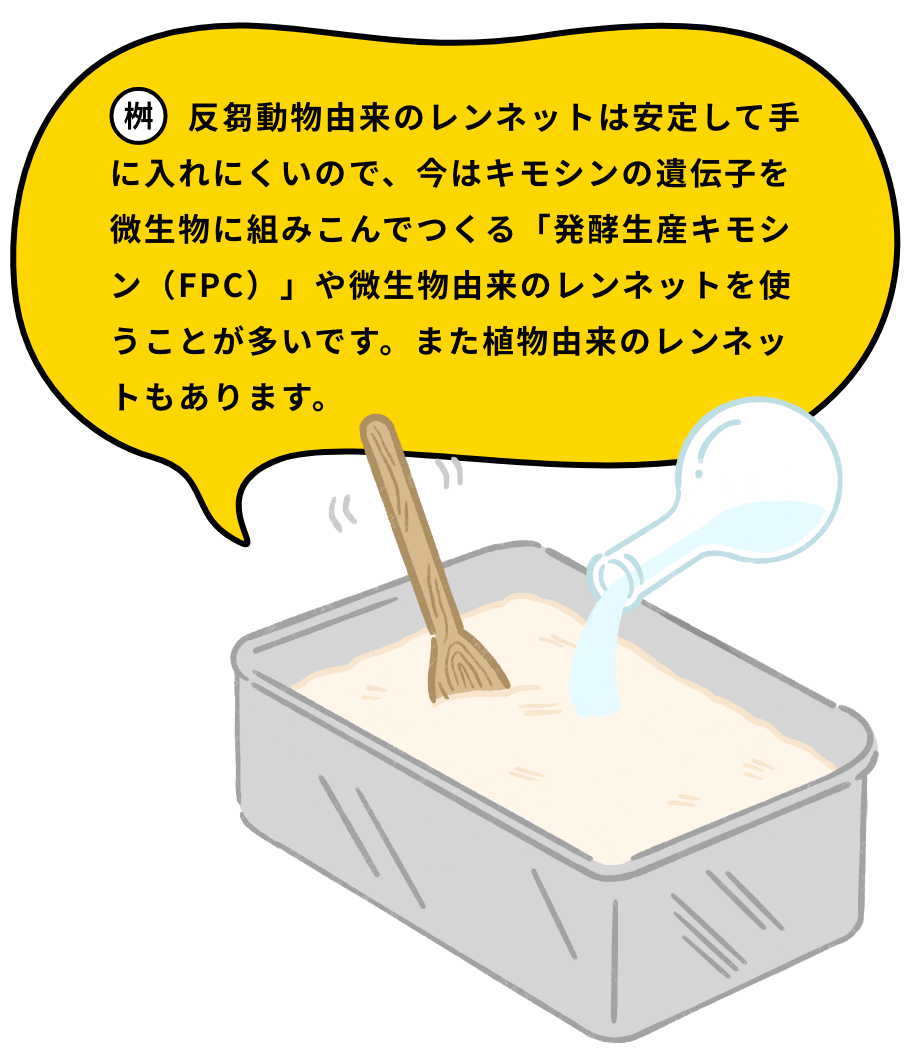 反芻動物由来のレンネットは安定して手に入れにくいので、今はキモシンの遺伝子を微生物に組みこんでつくる「発酵生産キモシン（FPC）」や微生物由来のレンネットを使うことが多いです。また植物由来のレンネットもあります。
