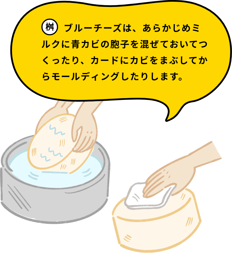 ブルーチーズは、あらかじめミルクに青カビの胞子を混ぜておいてつくったり、カードにカビをまぶしてからモールディングしたりします。