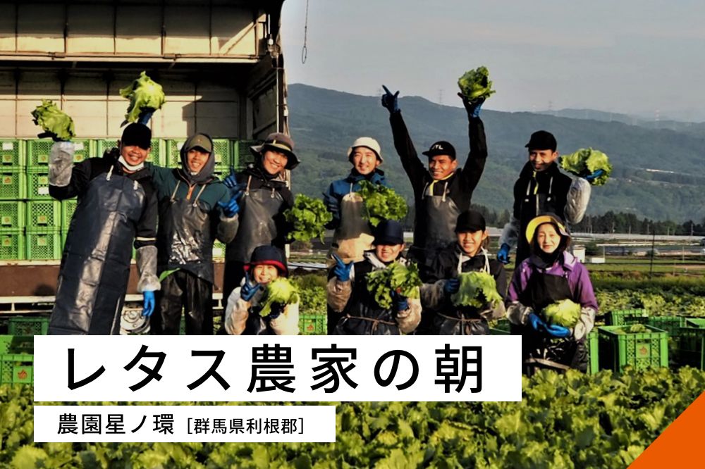 レタス農家の朝