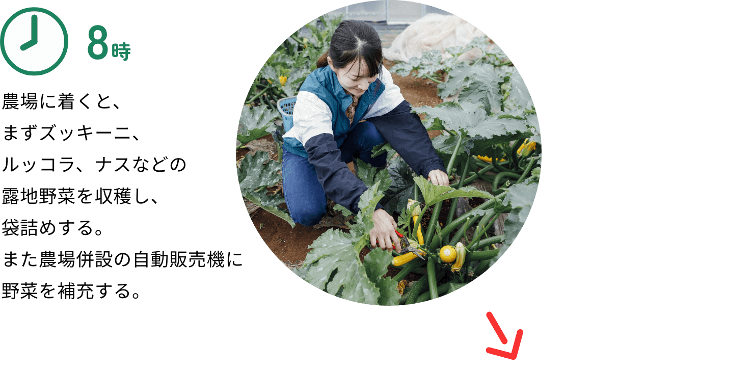 8時：農場に着くと、まずズッキーニ、ルッコラ、ナスなどの露地野菜を収穫し、袋詰めする。また農場併設の自動販売機に野菜を補充する。