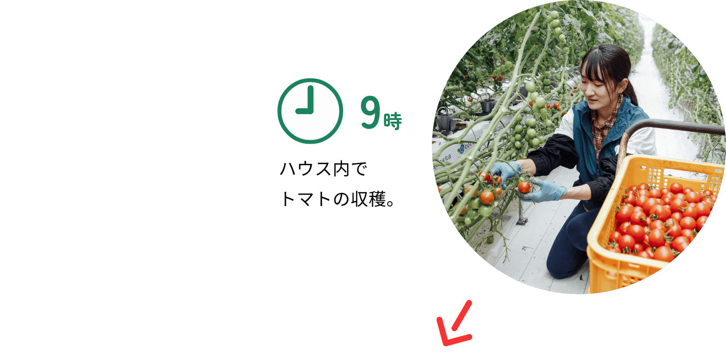 9時：ハウス内でトマトの収穫。