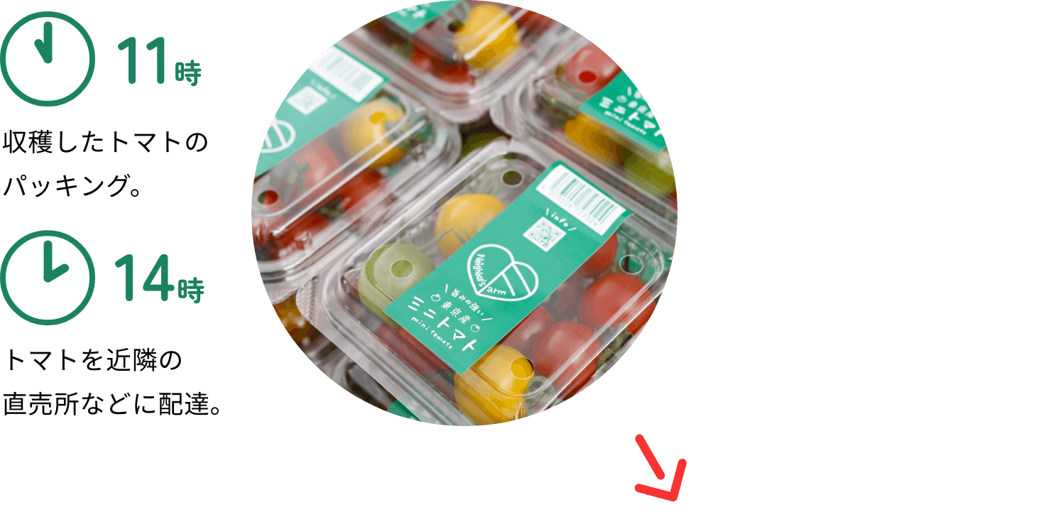 11時：収穫したトマトのパッキング。14時：トマトを近隣の直売所などに配達。