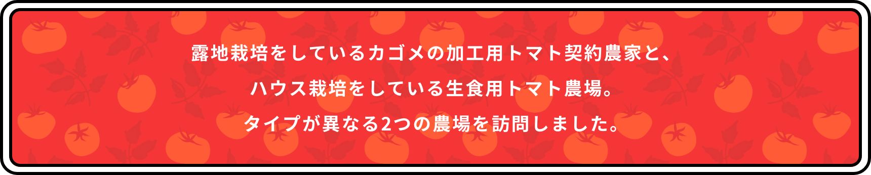 露地栽培をしているカゴメの加工用トマト契約農家と、ハウス栽培をしている生食用トマト農場。タイプが異なる2つの農場を訪問しました。