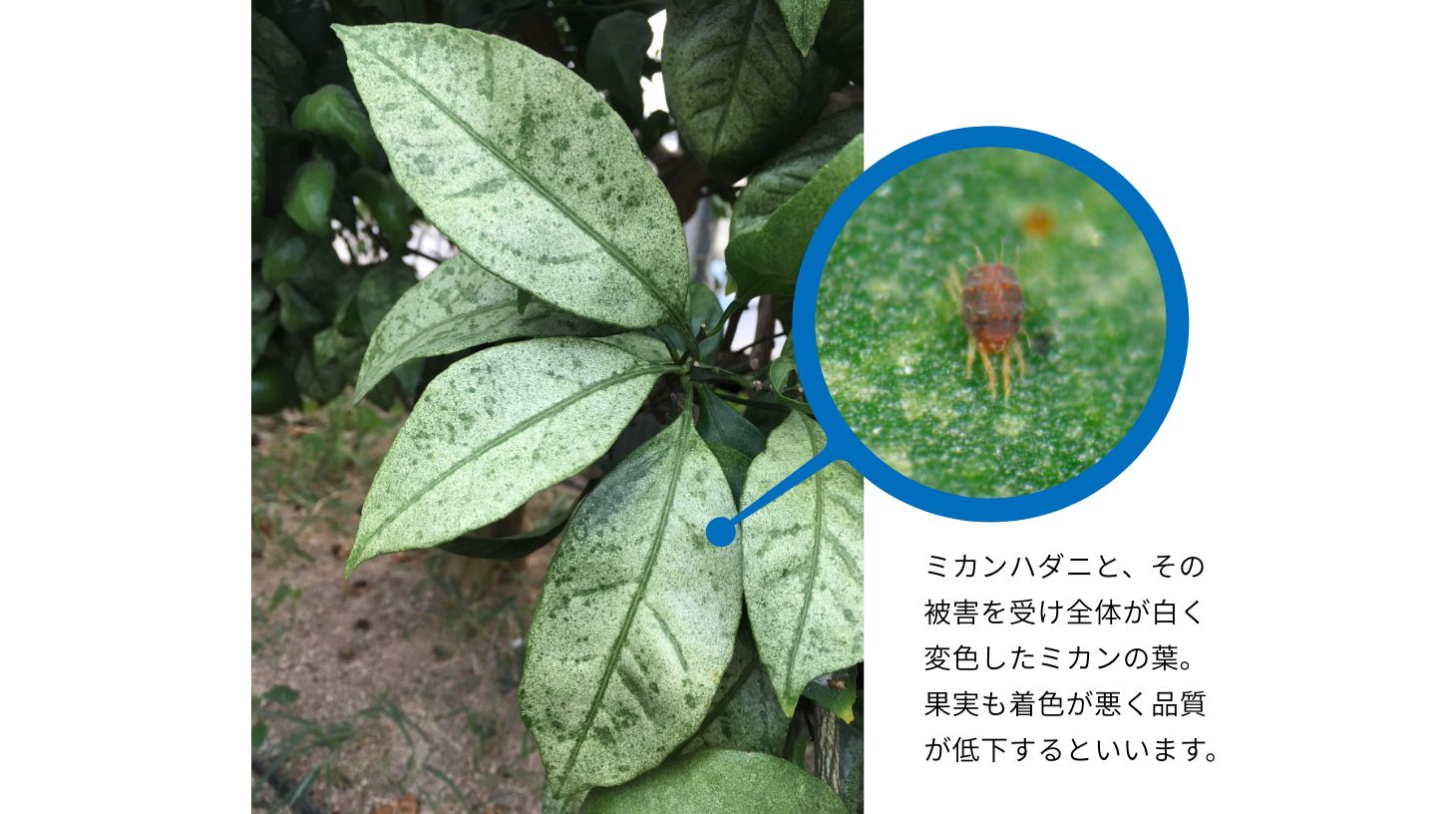 ミカンハダニと、その被害を受け全体が白く変色したミカンの葉。葉は早期に落葉し、果実も着色が悪く品質が低下するといいます。