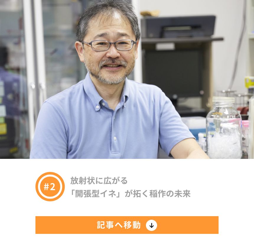 2 放射状に広がる「開張型イネ」が拓く稲作の未来