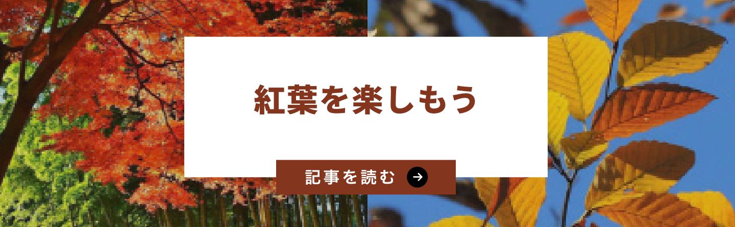 紅葉を楽しもう