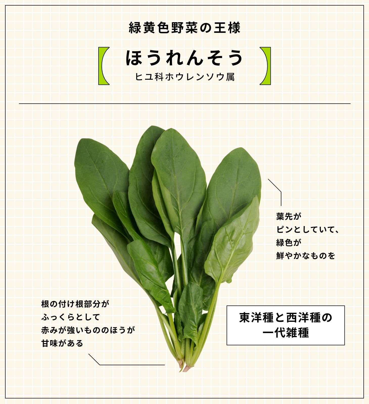 緑黄色野菜の王様 ほうれんそう