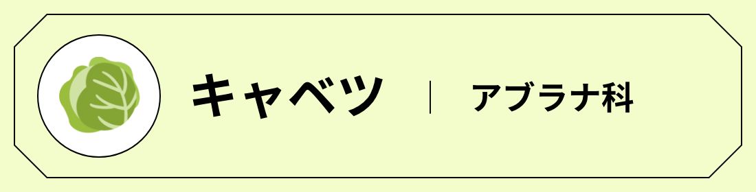 キャベツ │ アブラナ科