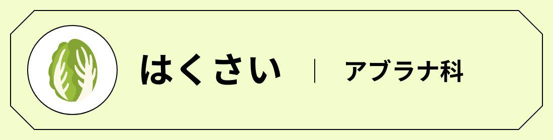 はくさい │ アブラナ科