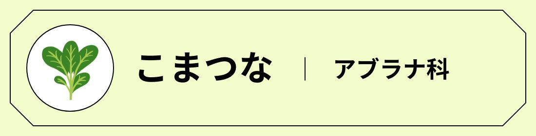 こまつな │ アブラナ科