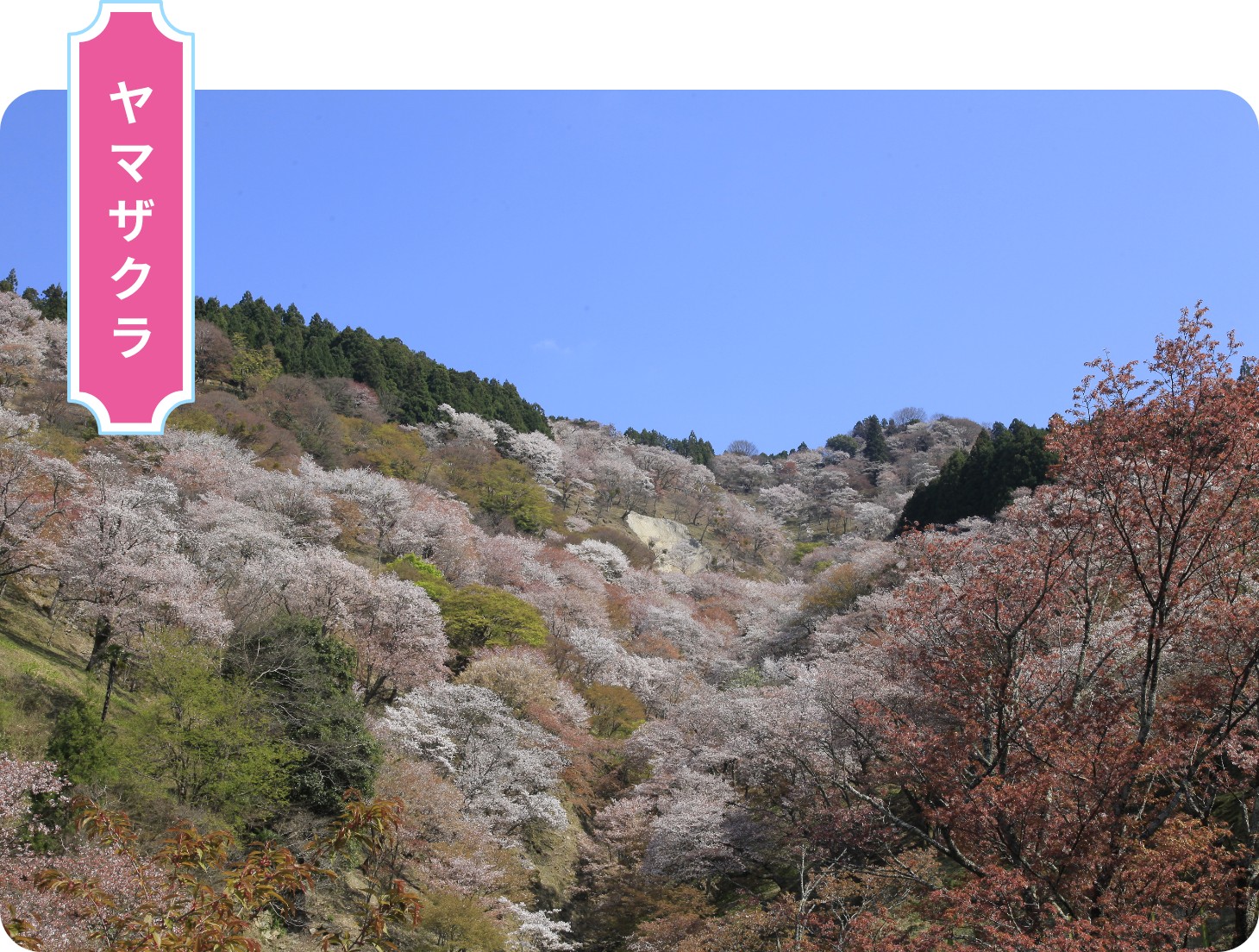 ヤマザクラ
