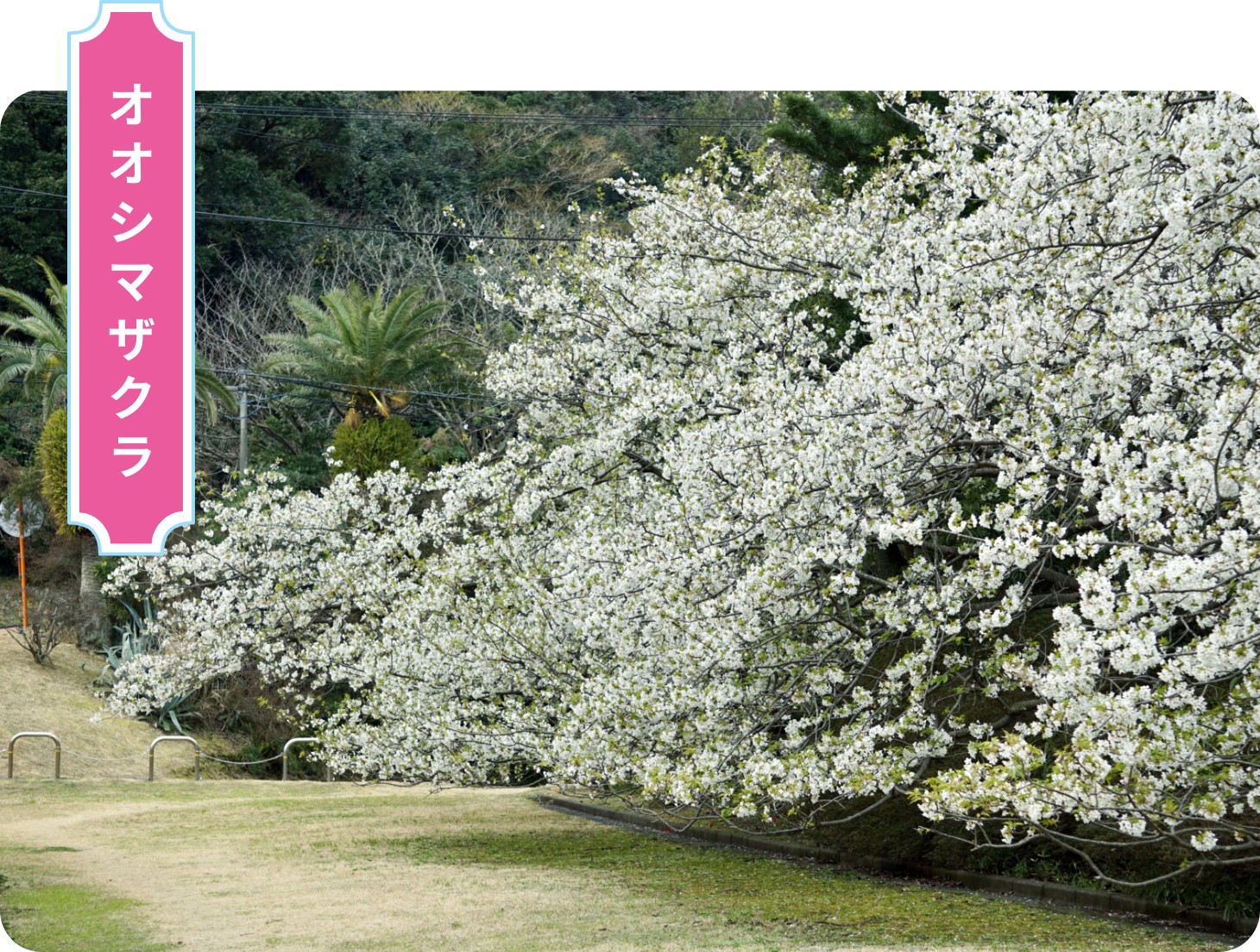 オオシマザクラ