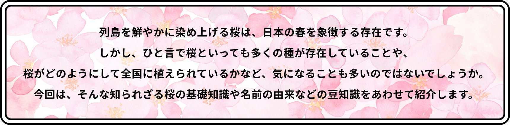 列島を鮮やかに染め上げる桜は、日本の春を象徴する存在です。しかし、ひと言で桜といっても多くの種が存在していることや、桜がどのようにして全国に植えられているかなど、気になることも多いのではないでしょうか。今回は、そんな知られざる桜の基礎知識や名前の由来などの豆知識をあわせて紹介します。