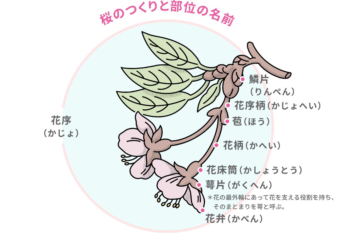 桜のつくりと部位の名前