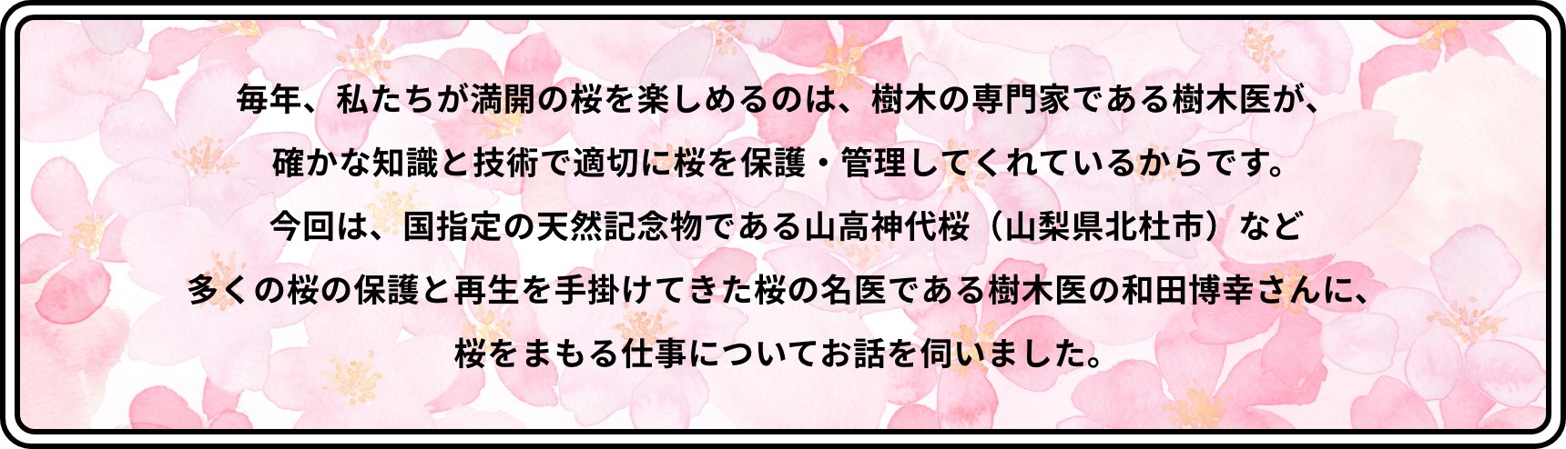 毎年、私たちが満開の桜を楽しめるのは、樹木の専門家である樹木医が、確かな知識と技術で適切に桜を保護・管理してくれているからです。今回は、国指定の天然記念物である山高神代桜（山梨県北杜市）など多くの桜の保護と再生を手掛けてきた桜の名医である樹木医の和田博幸さんに、桜をまもる仕事についてお話を伺いました。