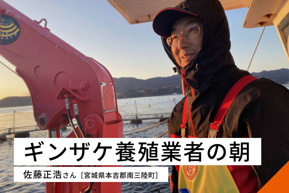 ギンザケ養殖業者の朝