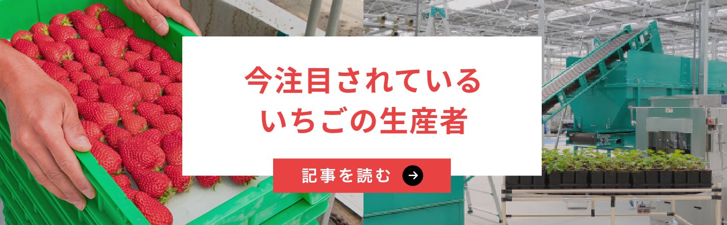 今注目されているいちごの生産者