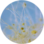 日本の食文化に欠かせない「発酵」の世界