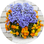 はじめよう、花のある暮らし