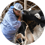 獣医師の仕事大図鑑