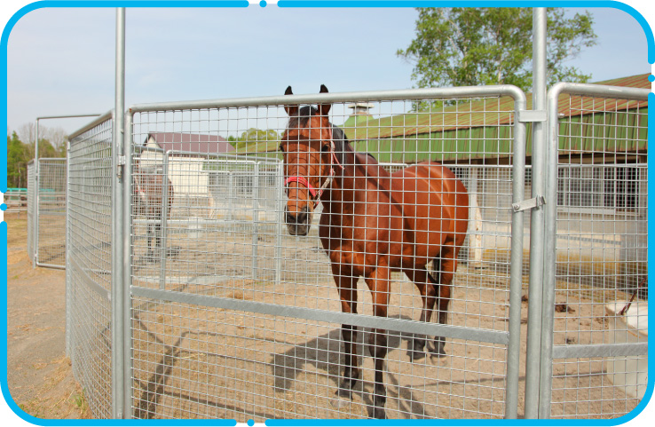 中央競馬で３勝し、競走馬を引退したユメロマン