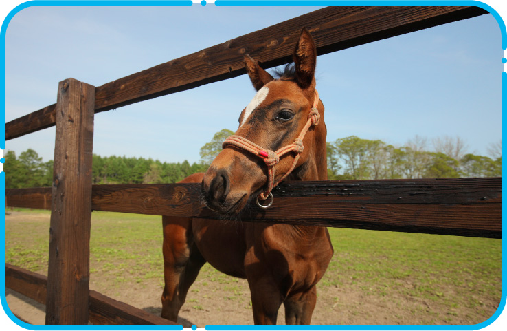 昨年生まれた馬