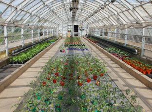 ミニトマトやピーマン、デルフィニウム（切り花）