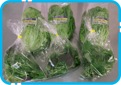 収穫したサンチュ