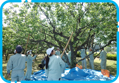 太宰府市内で収穫