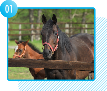 生涯生かせる経験を!農業高校は学びがいっぱい