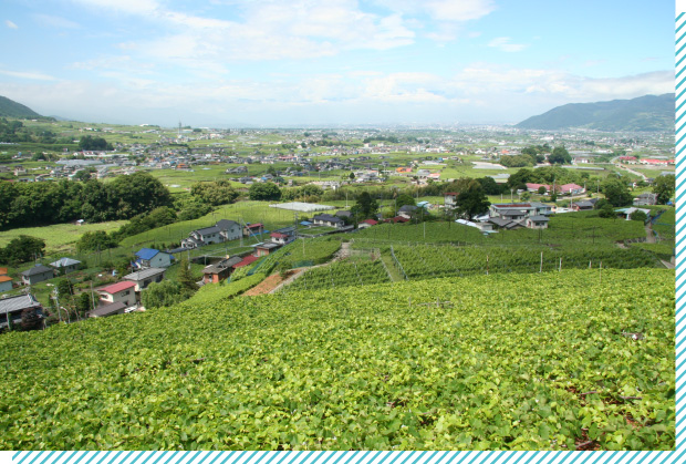 甲州市ぶどう棚