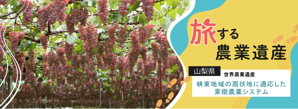 山梨県 世界農業遺産 峡東地域の扇状地に適応した果樹農業システム