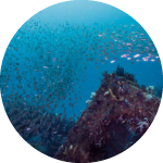 魚食文化を支える 人口漁礁を知ろう