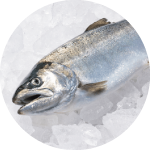 宮﨑大学の循環型養殖サクラマス