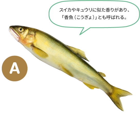 （A）スイカやキュウリに似た香りがあり、「香魚（こうぎょ）」とも呼ばれる。