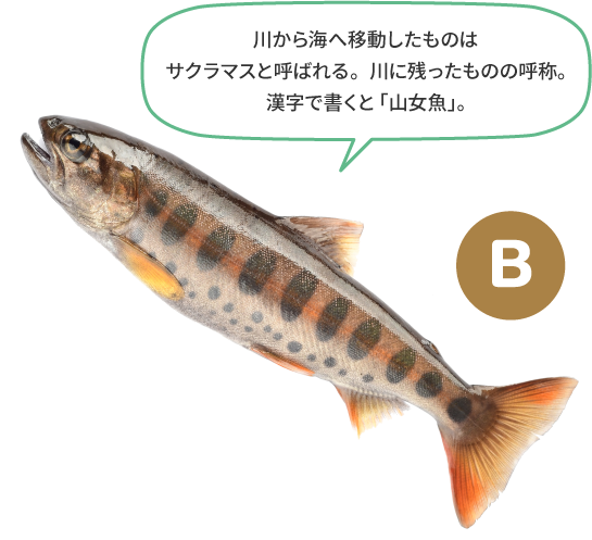 （B）川から海へ移動したものはサクラマスと呼ばれる。川に残ったものの呼称。漢字で書くと「山女魚」。