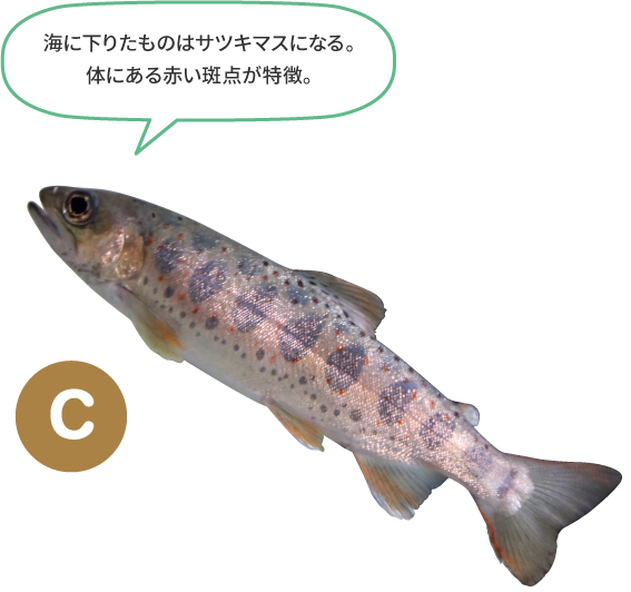 （C）海に下りたものはサツキマスになる。体にある赤い斑点が特徴。