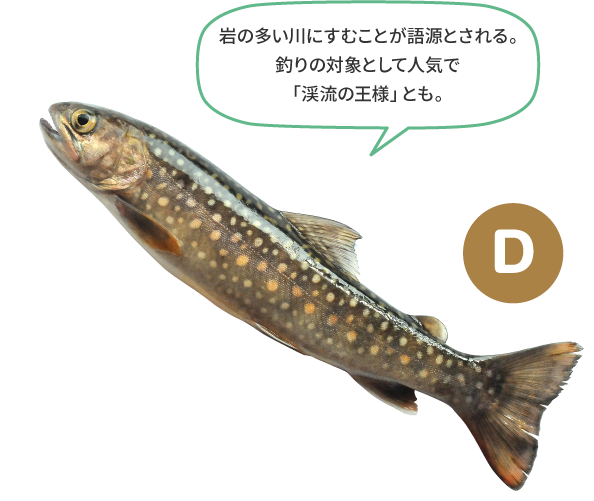 （D）岩の多い川にすむことが語源とされる。釣りの対象として人気で「渓流の王様」とも。
